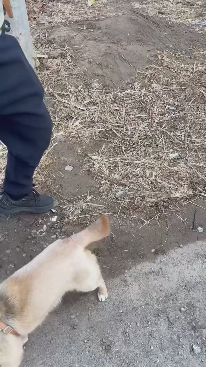 Dog seat cover demo video
